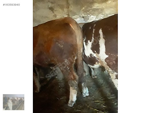 Pets & Livestock / Large Livestock / Bulls