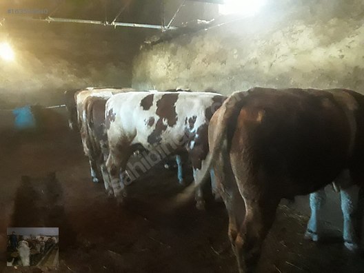 Pets & Livestock / Large Livestock / Bulls