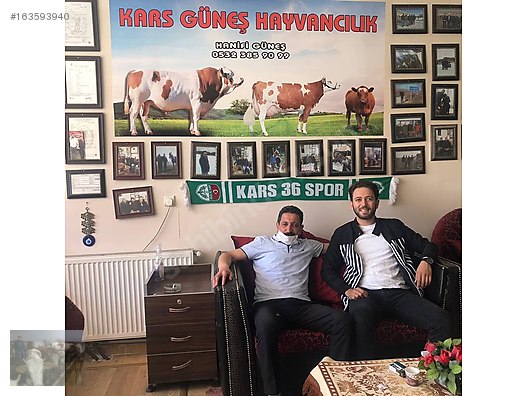 Pets & Livestock / Large Livestock / Bulls