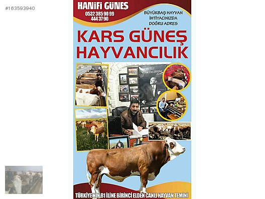 Pets & Livestock / Large Livestock / Bulls