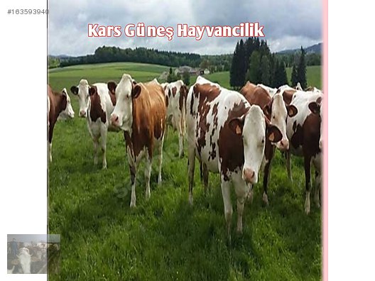 Pets & Livestock / Large Livestock / Bulls