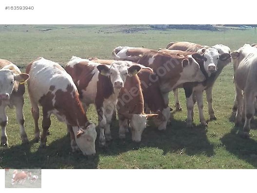 Pets & Livestock / Large Livestock / Bulls