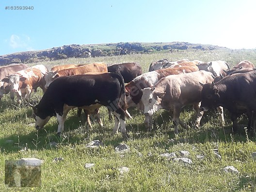 Pets & Livestock / Large Livestock / Bulls