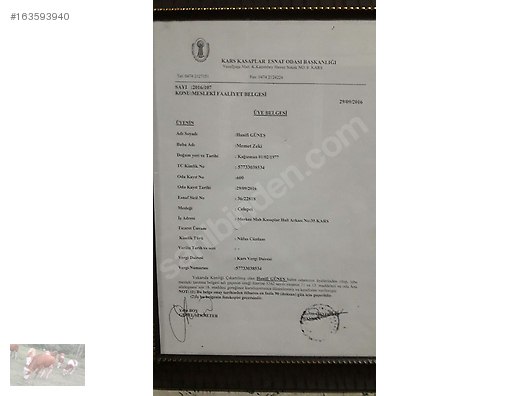 Pets & Livestock / Large Livestock / Bulls