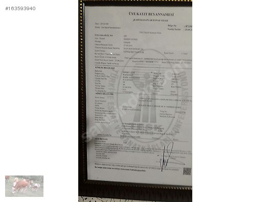 Pets & Livestock / Large Livestock / Bulls