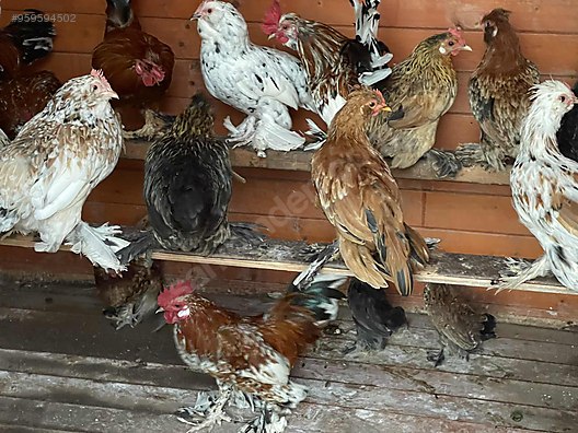 Tavuk Satilik Ispenc Tavugu 40 Tane Sahibinden Comda 959594502 Tavuk Satilik Ispenc Tavugu 40 Tane Sahibinden Comda 959594502