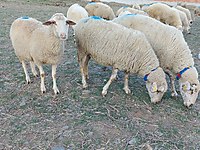 Satilik Kucukbas Hayvanlar Ilanlari Sahibinden Com