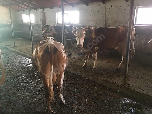 simental inek duve pazarlik payi vardir ciddi alicilar arasin turkiye nin ucretsiz ilan sitesi sahibinden com da 926597426 simental inek duve pazarlik payi vardir ciddi alicilar arasin turkiye nin ucretsiz ilan sitesi sahibinden com da 926597426