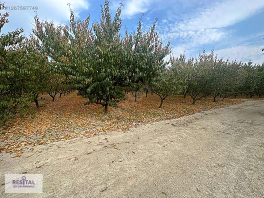 KESTEL BARAKFAKİH DE 4522m2 TEK TAPU ŞEFTALİ BAHÇESİ