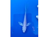 KOLİ BAZLI SATIŞ 7 - 15 cm Tül Platin Butterfly Koi & Koi Yemi #1246598674