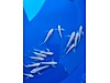 Pets & Livestock / Aquarium Fish / Goldfish / Koi