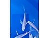Pets & Livestock / Aquarium Fish / Goldfish / Koi