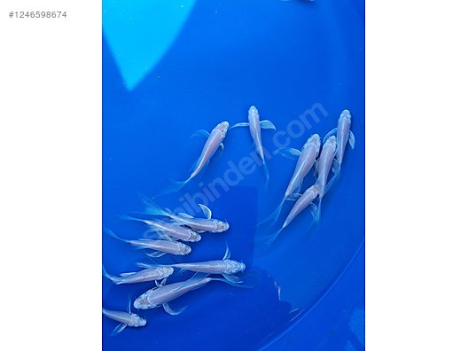 Pets & Livestock / Aquarium Fish / Goldfish / Koi