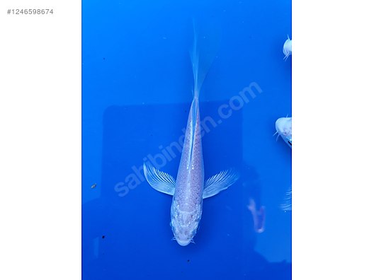 Pets & Livestock / Aquarium Fish / Goldfish / Koi