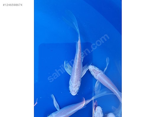 Pets & Livestock / Aquarium Fish / Goldfish / Koi