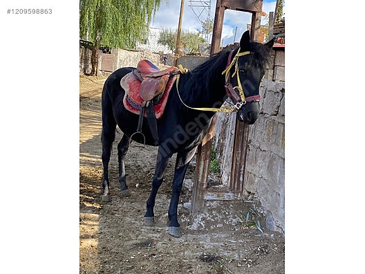 Horses Aslı Nesli Temiz Yağız at sahibinden com 1209598863 