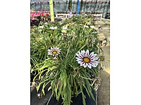 sardunya .kalanşo.cam güzeli .kasım patı .gazanya