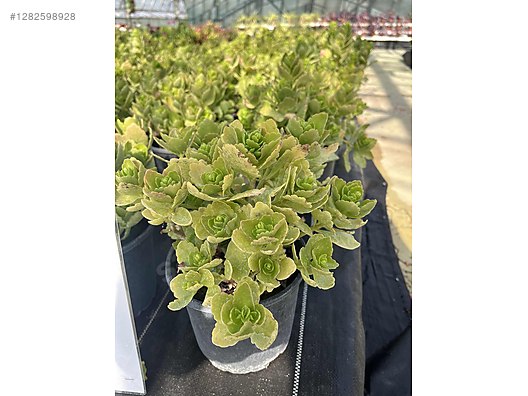 İkinci El ve Sıfır Alışveriş / Bahçe & Yapı Market / Bahçe / Bitki & Çiçek / Çiçekli Bitki