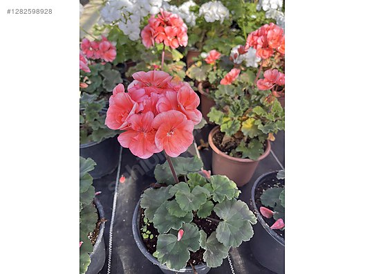 İkinci El ve Sıfır Alışveriş / Bahçe & Yapı Market / Bahçe / Bitki & Çiçek / Çiçekli Bitki