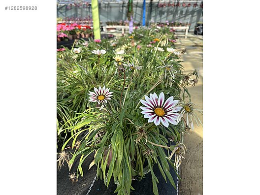 İkinci El ve Sıfır Alışveriş / Bahçe & Yapı Market / Bahçe / Bitki & Çiçek / Çiçekli Bitki