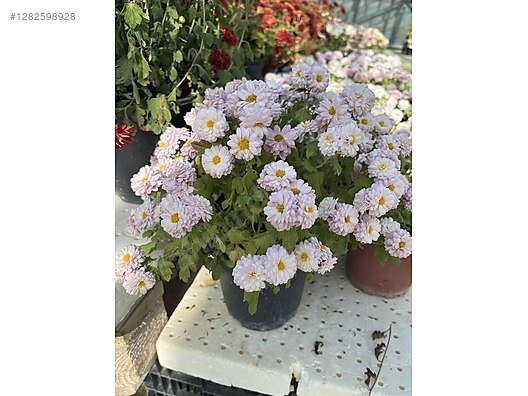 İkinci El ve Sıfır Alışveriş / Bahçe & Yapı Market / Bahçe / Bitki & Çiçek / Çiçekli Bitki