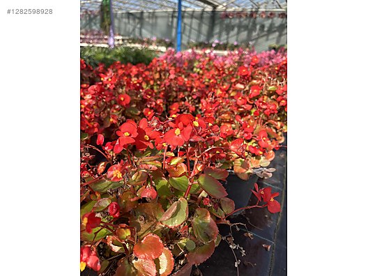 İkinci El ve Sıfır Alışveriş / Bahçe & Yapı Market / Bahçe / Bitki & Çiçek / Çiçekli Bitki