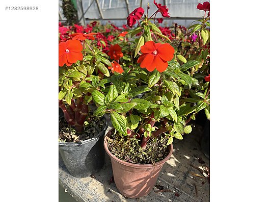 İkinci El ve Sıfır Alışveriş / Bahçe & Yapı Market / Bahçe / Bitki & Çiçek / Çiçekli Bitki