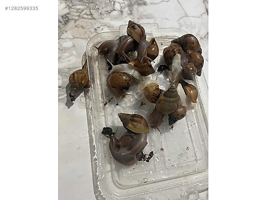 Hayvanlar Alemi / Böcekler / Diğer Türler