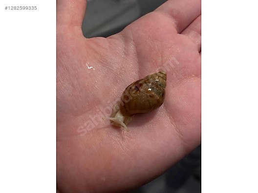 Hayvanlar Alemi / Böcekler / Diğer Türler