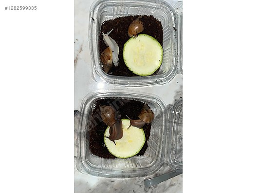 Hayvanlar Alemi / Böcekler / Diğer Türler