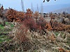 UŞAK MERKEZ PAŞACOĞLUNDA KÖYİÇİ DUZ ALANDA 2020 M2 HİSSELI TARLA