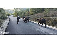 manda satış #1279602145