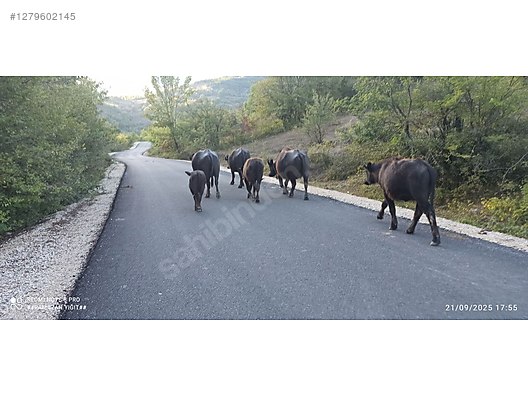 Hayvanlar Alemi / Büyükbaş Hayvanlar / Manda