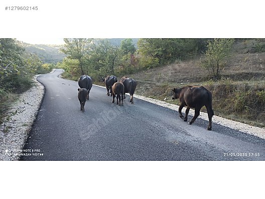 Hayvanlar Alemi / Büyükbaş Hayvanlar / Manda