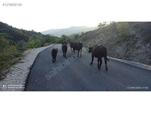 Hayvanlar Alemi / Büyükbaş Hayvanlar / Manda