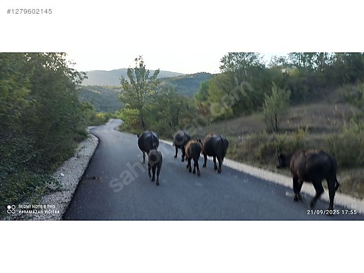 Hayvanlar Alemi / Büyükbaş Hayvanlar / Manda