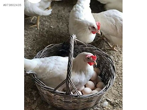 Lley9hqyysvjm Lley9hqyysvjm