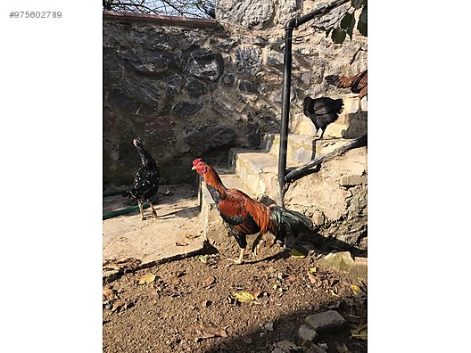 tavuk ozel hint tavugu ve hint horozu sahibinden comda 975602789