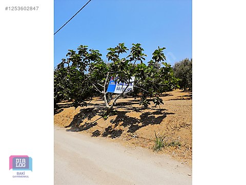 Bursa Mudanya Aydınpınar satılık zeytinlik