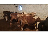 Satılık 18 Adet Kaliteli Besilik Dana Kars/Merkez #1283602964