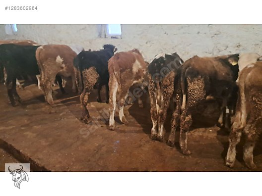 Hayvanlar Alemi / Büyükbaş Hayvanlar / Boğa