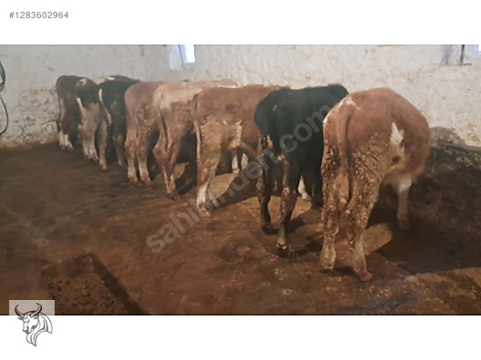 Hayvanlar Alemi / Büyükbaş Hayvanlar / Boğa