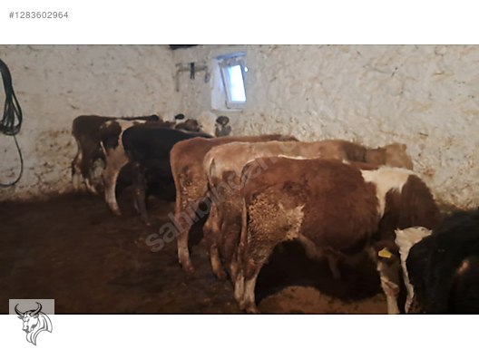 Hayvanlar Alemi / Büyükbaş Hayvanlar / Boğa