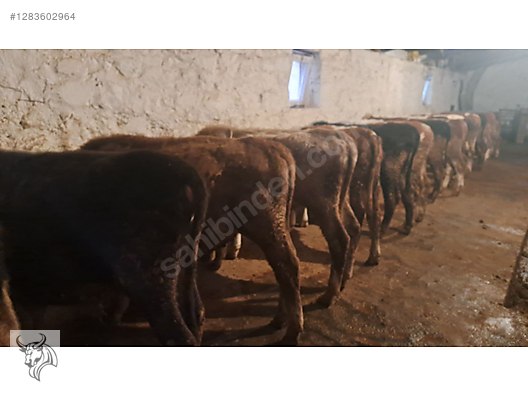 Hayvanlar Alemi / Büyükbaş Hayvanlar / Boğa