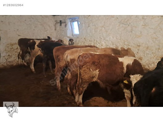 Hayvanlar Alemi / Büyükbaş Hayvanlar / Boğa