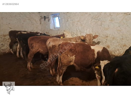 Hayvanlar Alemi / Büyükbaş Hayvanlar / Boğa