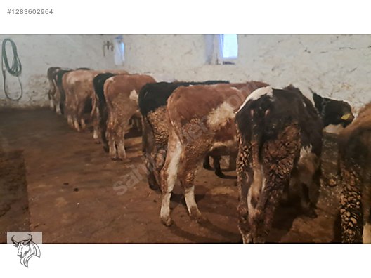 Hayvanlar Alemi / Büyükbaş Hayvanlar / Boğa