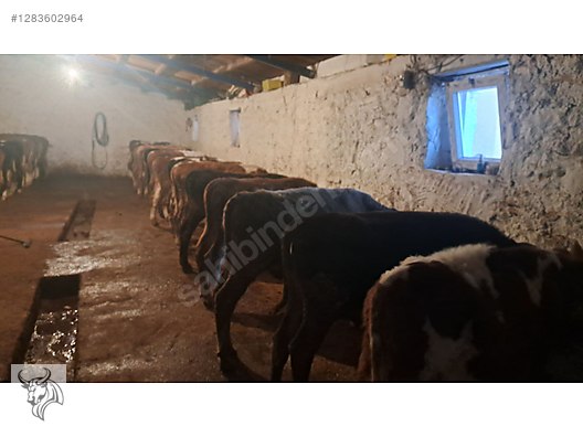 Hayvanlar Alemi / Büyükbaş Hayvanlar / Boğa