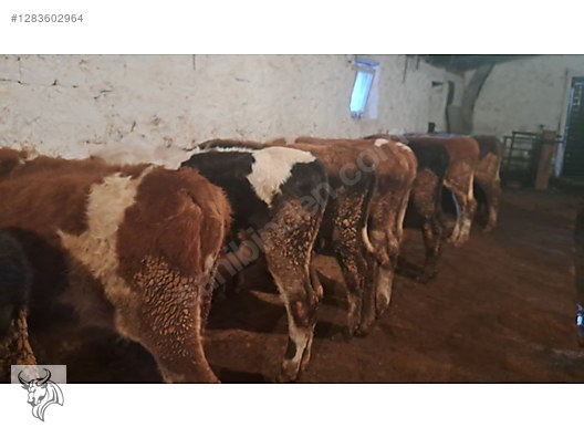 Hayvanlar Alemi / Büyükbaş Hayvanlar / Boğa