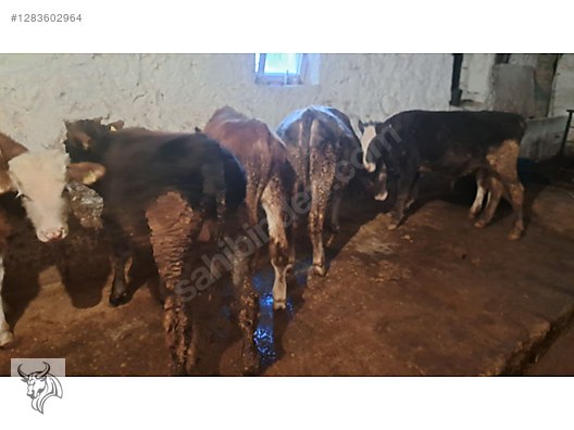 Hayvanlar Alemi / Büyükbaş Hayvanlar / Boğa